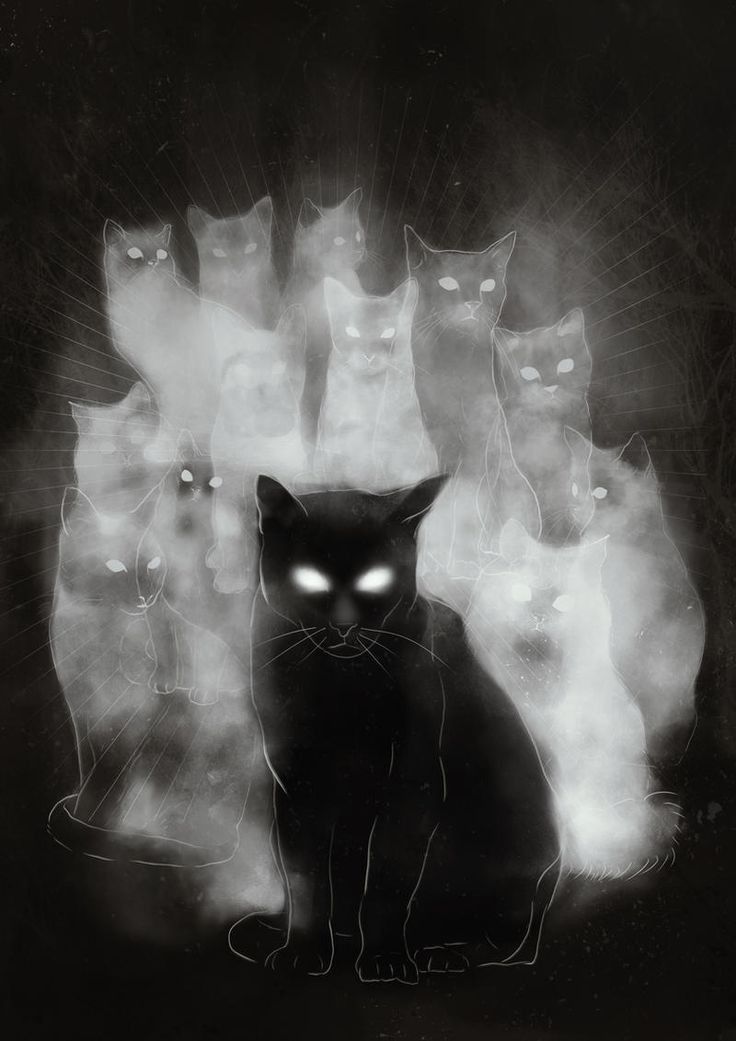 Aquí hay gato encerrado